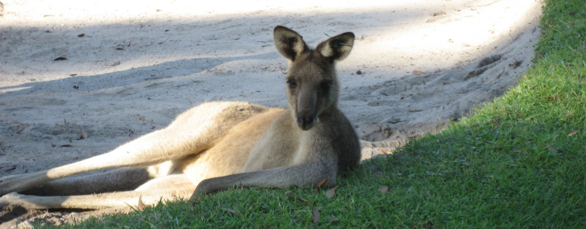 Kangaroo