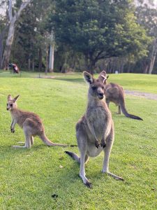 Kangaroo 1