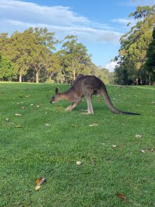 Kangaroo 4