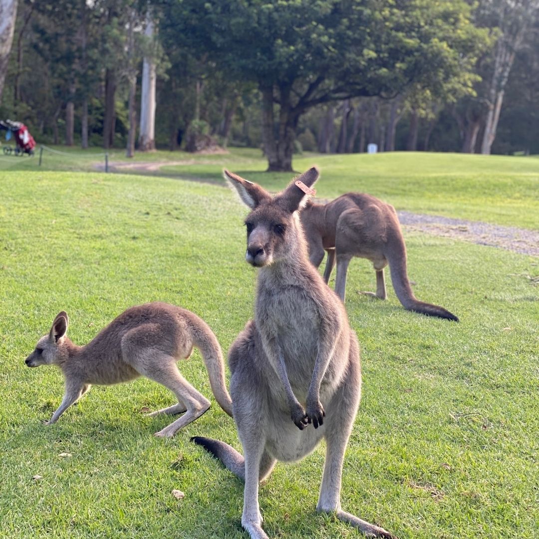 Nelson Bay Golf Club
